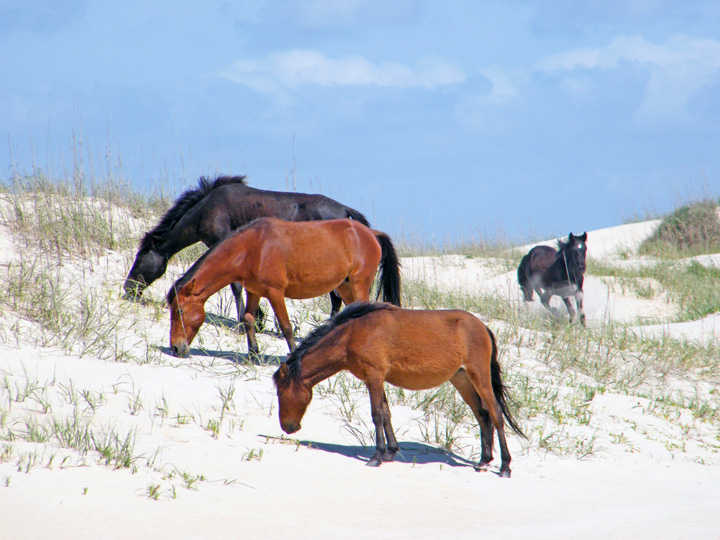 Corolla Wild Horses at the Inn at Corolla in Corolla North Carolina Outer Banks.